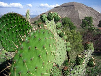 Close up of a prickly pear cactus with Pyramid...